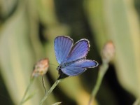 Reverdin's-Blue-0459161