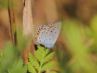 Reverdin's-Blue-0462160