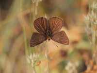 Ripart's-Anom-Blue-0232140