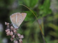 Ripart's-Anom-Blue-0258143