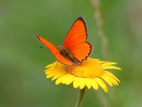 Scarce-Copper-0760189