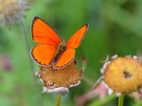 Scarce-Copper-0761190