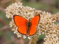 Scarce-Copper-1-0709188