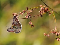 Sooty-Copper-8946227