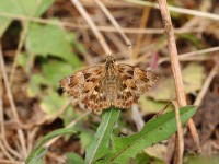 Tufted-Marbled-Skipper730062