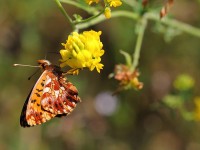 Weaver's-Fritillary-0202138
