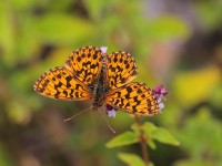 Weaver's-Fritillary-0342150