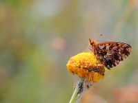 Weaver's fritillary 0210340