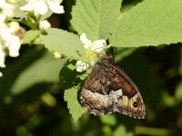 Woodland-Grayling-711136