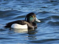 10-tufted-duck-
