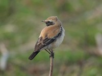 16desert-wheatear-