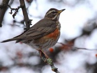 21-redwing-