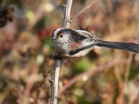 24-long-tailed-tit-
