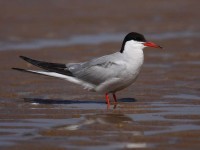 49-common-tern-28681794