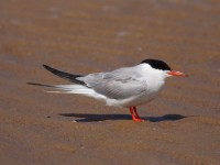 50-common-tern-