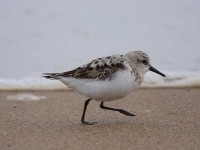 58-sanderling-