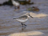 59-juv-sanderling-