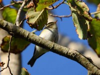 62-yellow-browed-warbler-