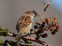 65house-sparrow-