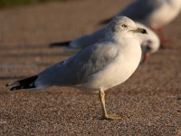 73-ring-billed-gull-