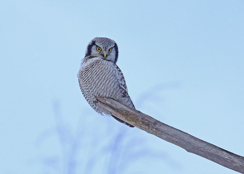 Hawk-Owl-88202402
