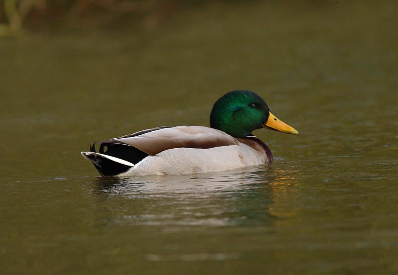 Mallard-66732249