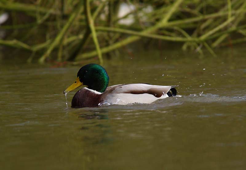 Mallard-67032247