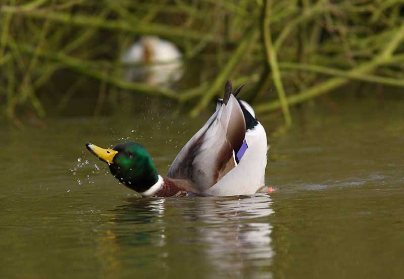 Mallard-67092244