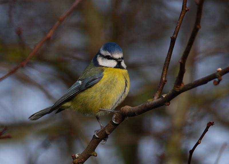 Blue-Tit-70392280