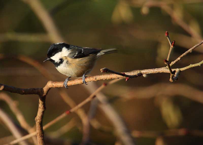 Coal-Tit-70022268