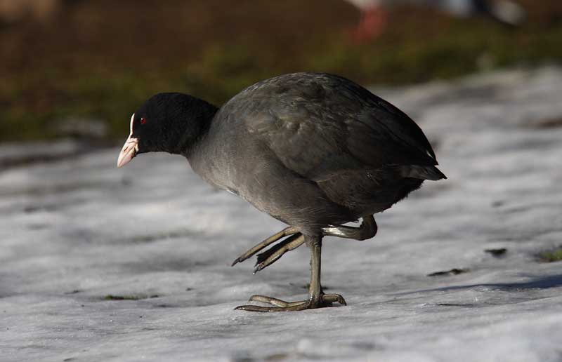 Coot72722325