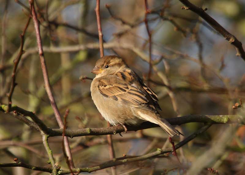 House-Sparrow-1st winter female