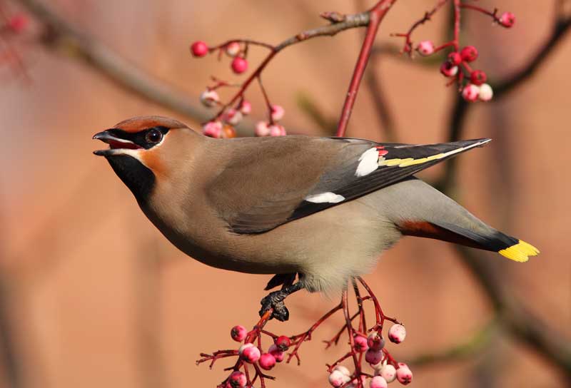 Waxwing-71162289