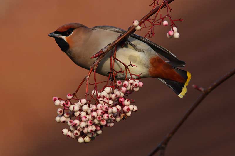 Waxwing-71832292