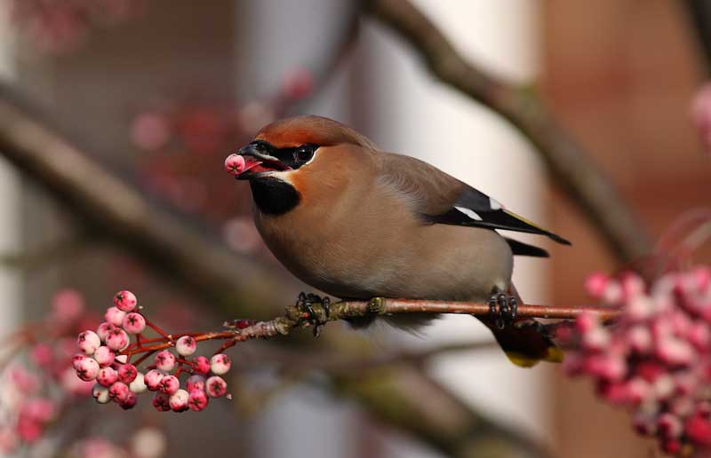 Waxwing-72092296