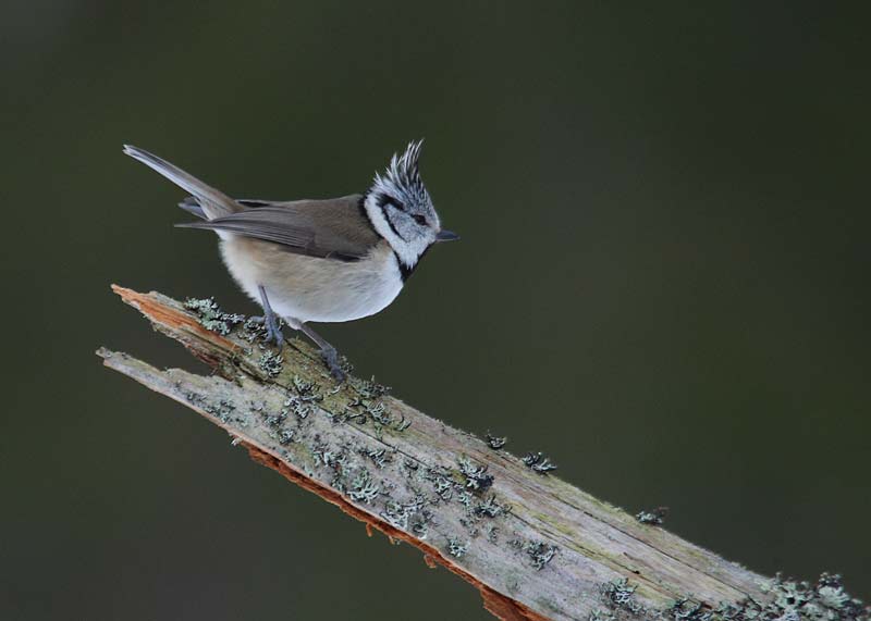 Crested-Tit-82752380