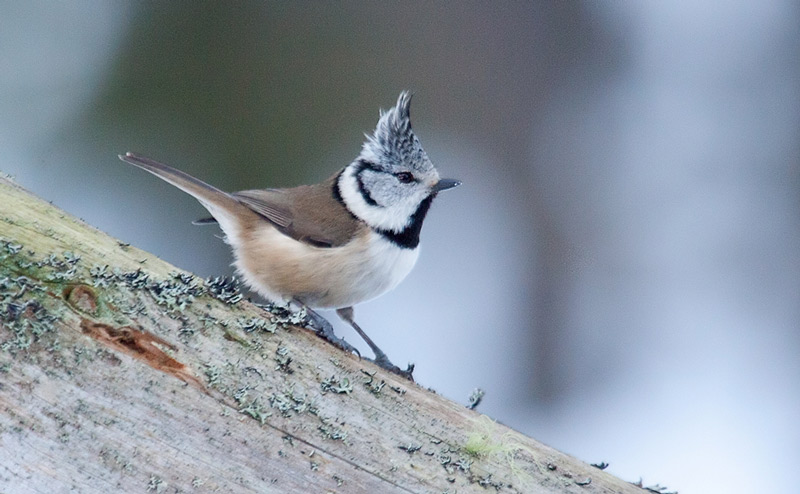 Crested-TitIMG_8230_dfine