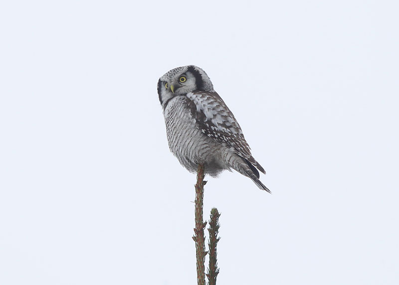 Hawk-Owl-76892398