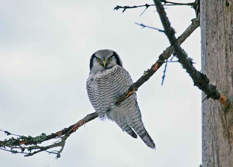 Hawk-Owl-87622394