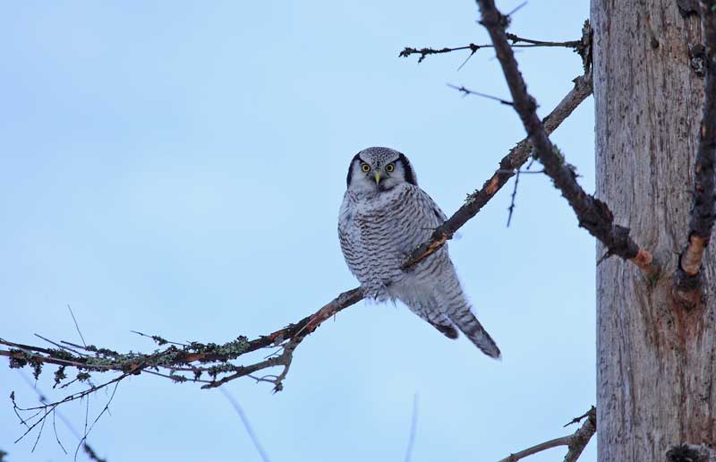 Hawk-Owl-87662395