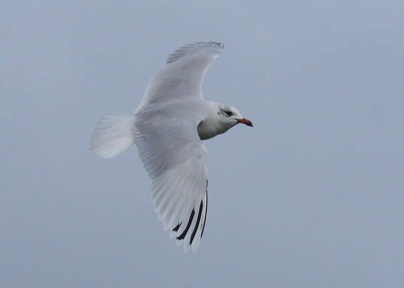 Med-Gull-2nd-winter-90182468