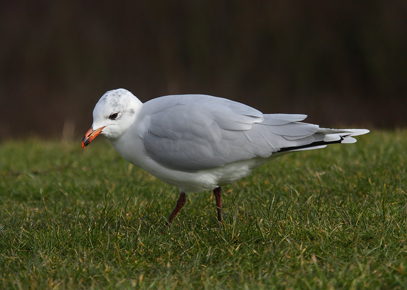 Med-Gull-2nd-winter-90452469