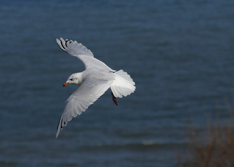 Med-Gull-2nd-winter-91182459