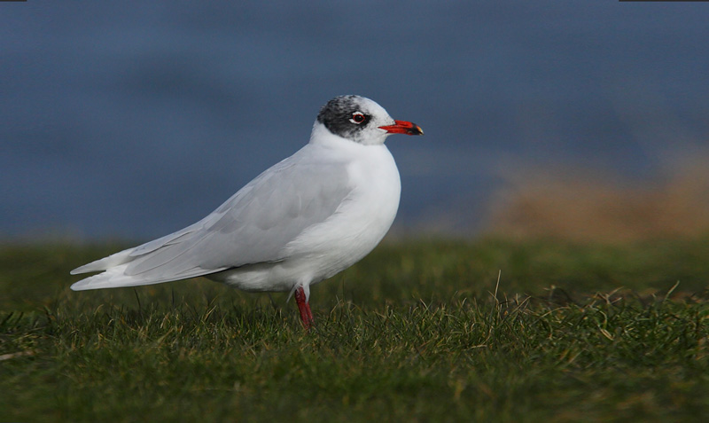 Med-Gull-adult-91032471