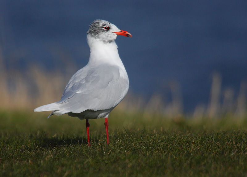 Med-Gull-adult-91732455
