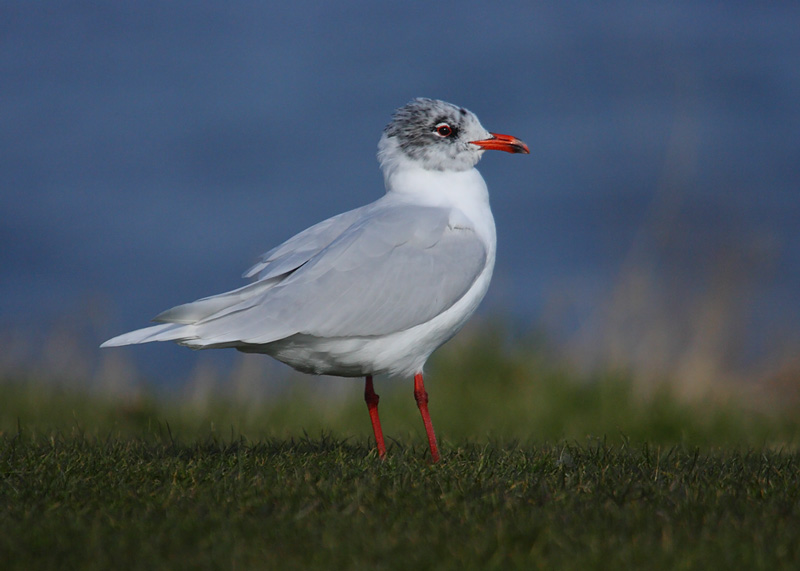 Med-Gull-adult-91792456