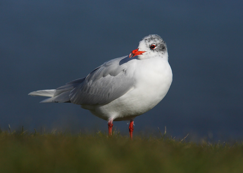 Med-Gull-adult-92082452