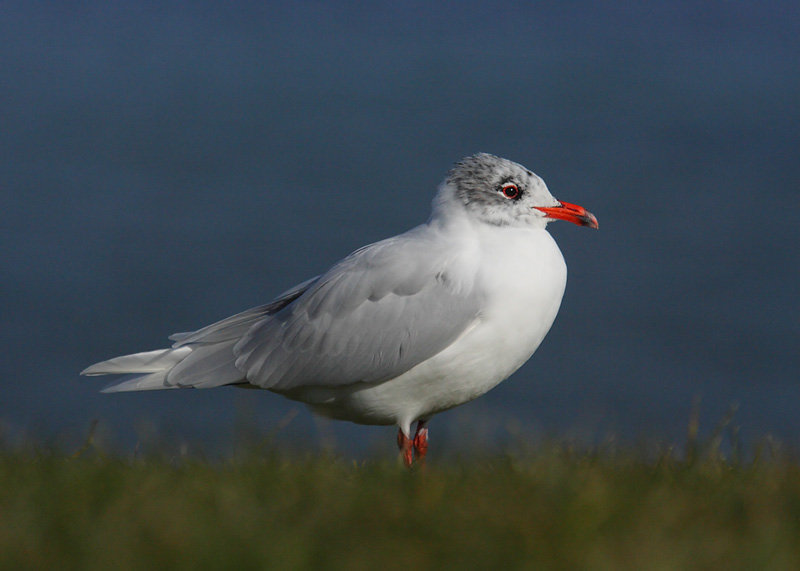 Med-Gull-adult-92112453