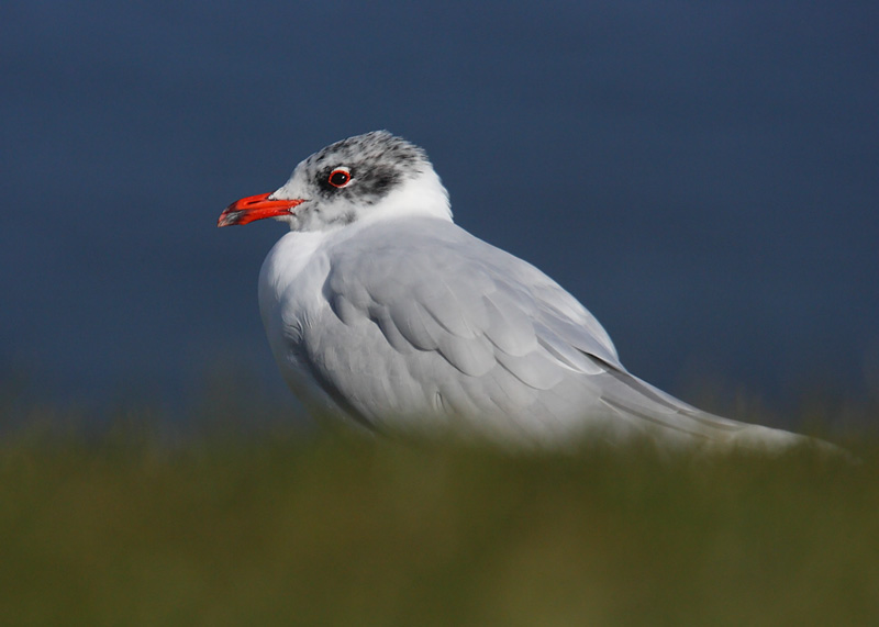 Med-Gull-adult-92372447