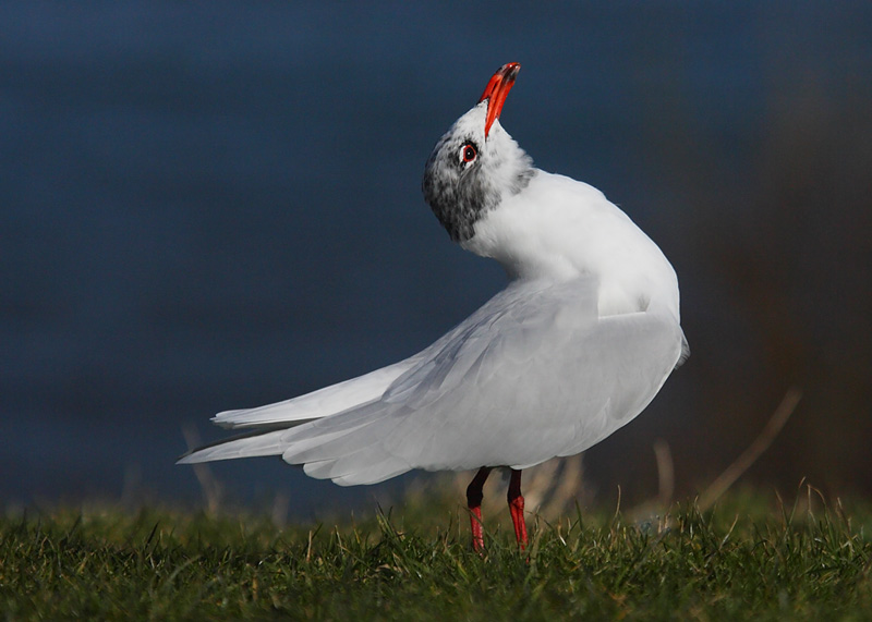 Med-Gull-adult-92582442